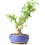 Ligustrum, 19 cm, ± 12 años