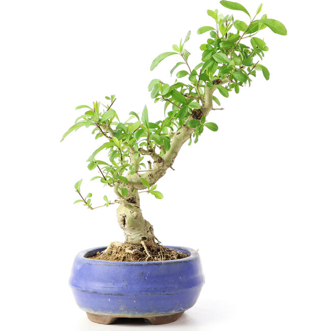 Ligustrum, 19 cm, ± 12 ans