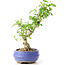 Ligustrum, 19 cm, ± 12 jaar oud