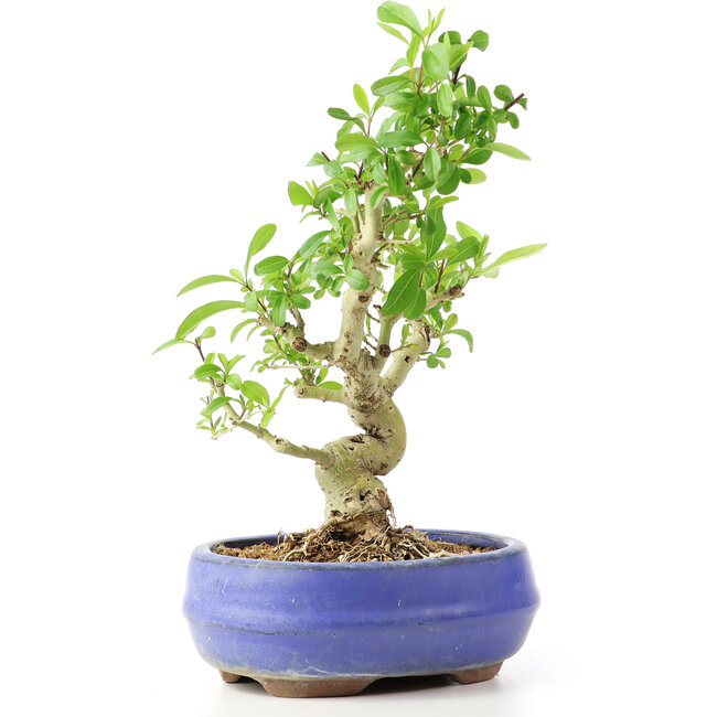 Ligustrum, 19 cm, ± 12 años