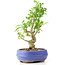 Ligustrum, 19 cm, ± 12 jaar oud