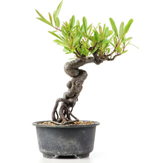 Pyracantha, 16 cm, ± 8 years old