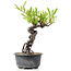 Pyracantha, 16 cm, ± 8 jaar oud