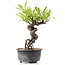 Pyracantha, 16 cm, ± 8 anni