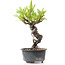 Pyracantha, 16 cm, ± 8 anni