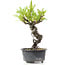 Pyracantha, 16 cm, ± 8 years old