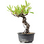 Pyracantha, 16 cm, ± 8 years old