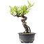 Pyracantha, 16 cm, ± 8 anni