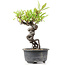 Pyracantha, 16 cm, ± 8 anni