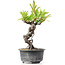 Pyracantha, 16 cm, ± 8 years old