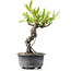 Pyracantha, 16 cm, ± 8 anni