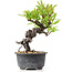 Pyracantha, 15 cm, ± 8 Jahre alt