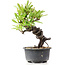 Pyracantha, 15 cm, ± 8 Jahre alt