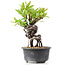 Pyracantha, 15 cm, ± 8 jaar oud