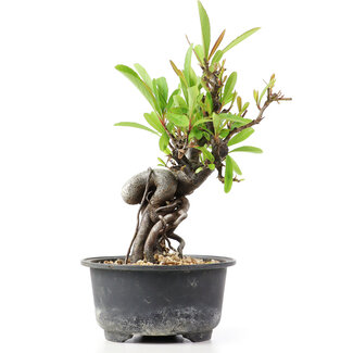 Pyracantha, 14 cm, ± 8 anni