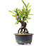 Pyracantha, 14 cm, ± 8 jaar oud