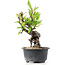 Pyracantha, 14 cm, ± 8 anni