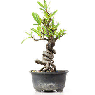 Pyracantha, 17 cm, ± 8 Jahre alt