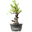 Pyracantha, 17 cm, ± 8 anni