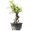 Pyracantha, 17 cm, ± 8 anni