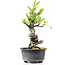 Pyracantha, 17 cm, ± 8 jaar oud