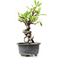 Pyracantha, 17 cm, ± 8 anni