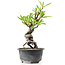 Pyracantha, 17 cm, ± 8 anni