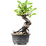 Pyracantha, 15 cm, ± 8 jaar oud