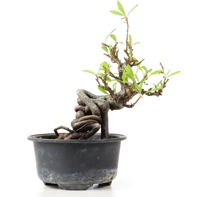 Pyracantha, 14 cm, ± 8 jaar oud