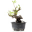 Pyracantha, 14 cm, ± 8 jaar oud