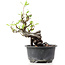 Pyracantha, 14 cm, ± 8 jaar oud