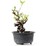 Pyracantha, 14 cm, ± 8 jaar oud