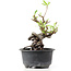 Pyracantha, 14 cm, ± 8 jaar oud