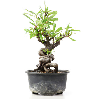 Pyracantha, 15 cm, ± 8 anni