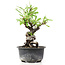 Pyracantha, 15 cm, ± 8 jaar oud