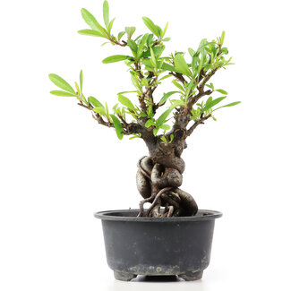 Pyracantha, 15 cm, ± 8 years old