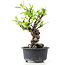 Pyracantha, 15 cm, ± 8 Jahre alt