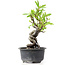 Pyracantha, 15 cm, ± 8 Jahre alt