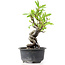 Pyracantha, 15 cm, ± 8 years old