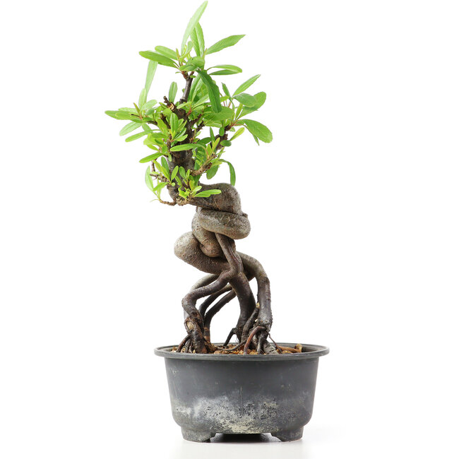 Pyracantha, 19 cm, ± 8 Jahre alt