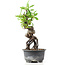 Pyracantha, 19 cm, ± 8 years old