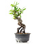 Pyracantha, 19 cm, ± 8 Jahre alt