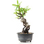 Pyracantha, 19 cm, ± 8 years old