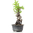 Pyracantha, 19 cm, ± 8 Jahre alt