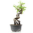 Pyracantha, 19 cm, ± 8 Jahre alt