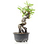 Pyracantha, 19 cm, ± 8 years old