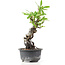 Pyracantha, 19 cm, ± 8 Jahre alt