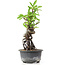 Pyracantha, 19 cm, ± 8 Jahre alt