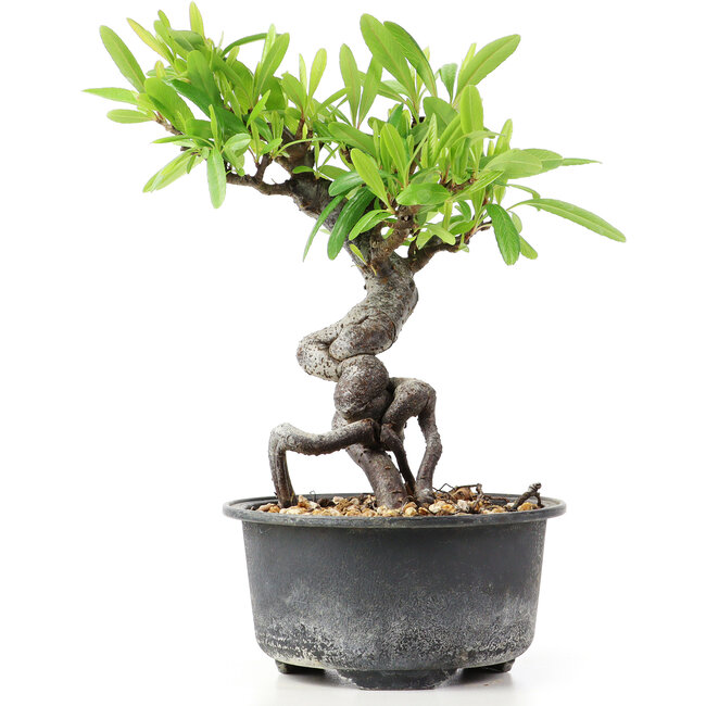 Pyracantha, 16 cm, ± 8 jaar oud