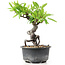 Pyracantha, 16 cm, ± 8 years old